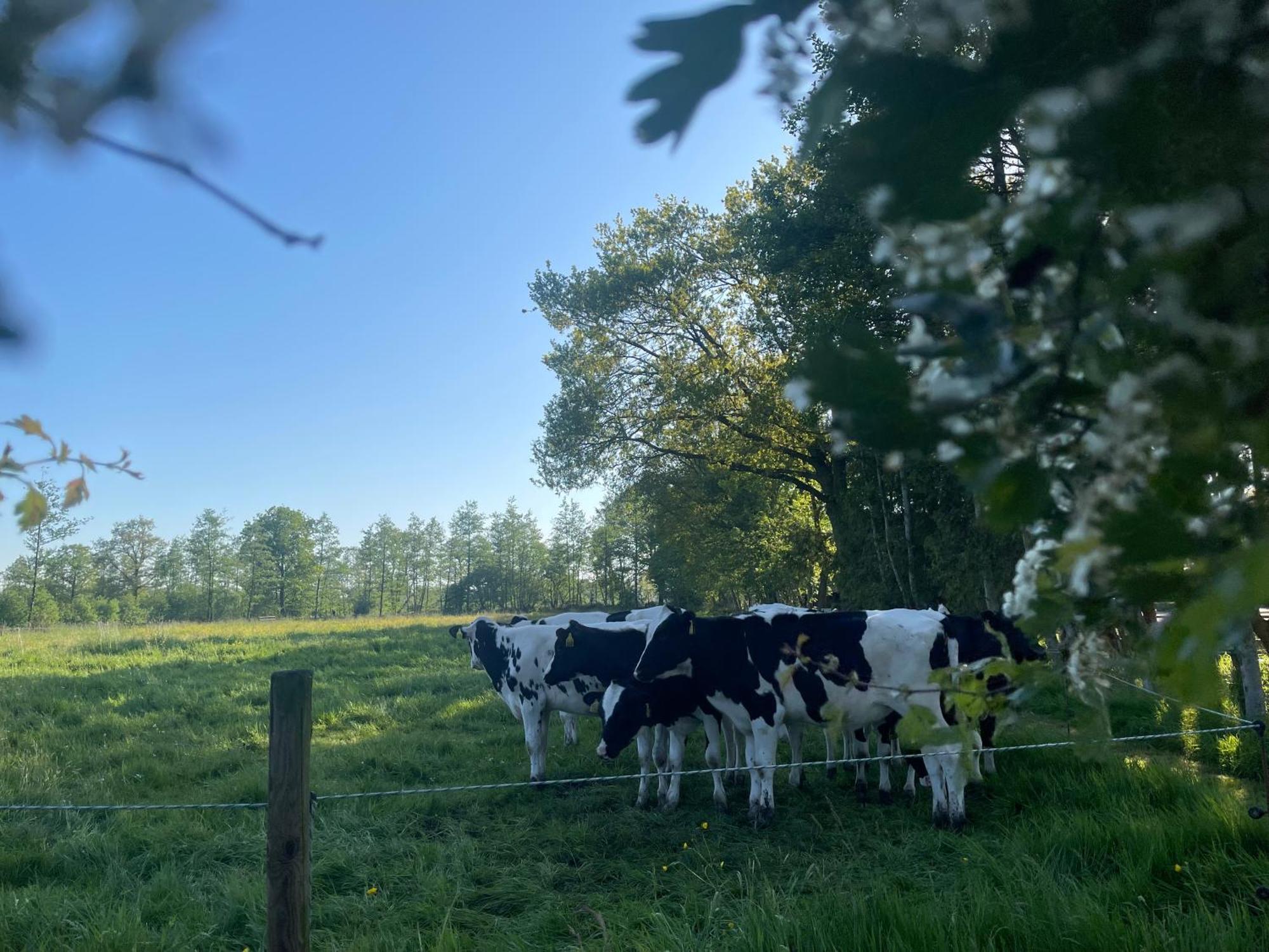 B&B 'T Landschap Boelenslaan Exteriér fotografie